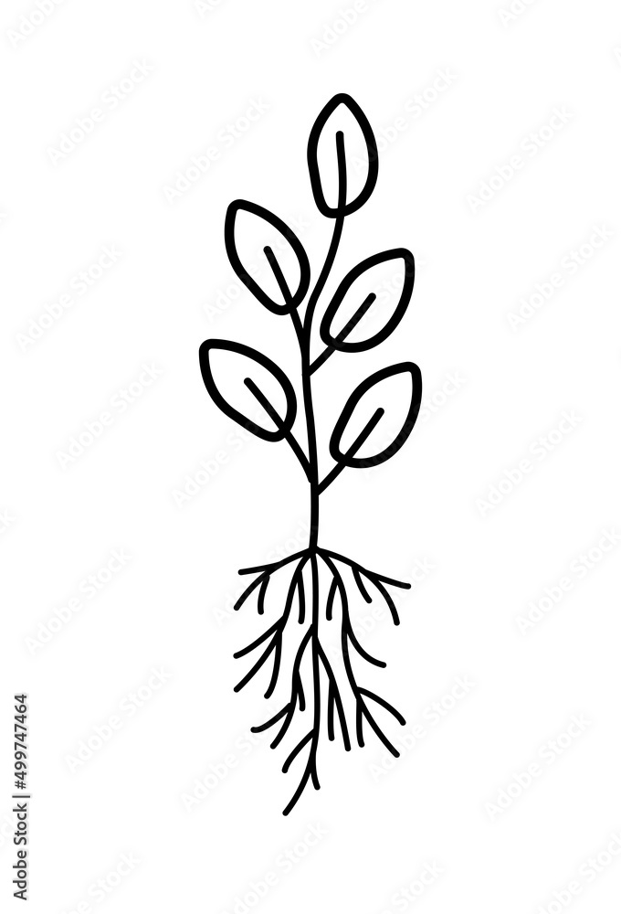 A plant with a root system, vector illustration doodle style.