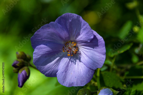 A Corynabutilon vitifolium A.K.A. Veronica Tennant flower in full bloom