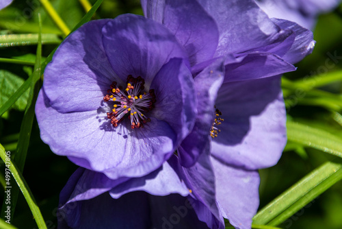 A grouping of Corynabutilon vitifolium A.K.A. Veronica Tennant flowers in full bloom photo