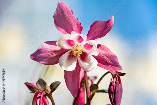 Aquilegia Canadensis otherwise known as Wild Columbine blooming in the sunshine. photo