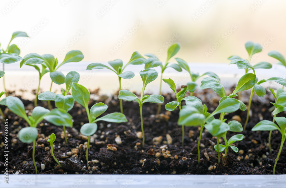 Young Aster seedlings growing in a propagation tray. Spring gardening background. Young Aster seedlings growing in a propagation tray. Spring gardening background.