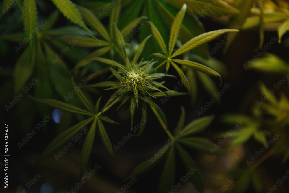 Flower bud of cannabis Satival in the greenhouse, marijuana flower bud background, herbal medicine Flower bud of cannabis Satival in the greenhouse, marijuana flower bud background, herbal medicine