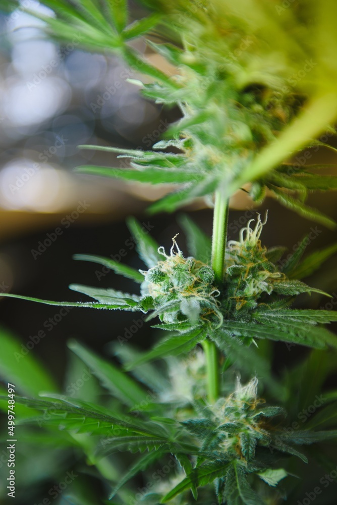 indoor growing medical marijuana Just before they finish growing, this is the state of the plants to start flowering. leafy, green leaves and healthy plants indoor growing medical marijuana Just before they finish growing, this is the state of the plants to start flowering. leafy, green leaves and healthy plants
