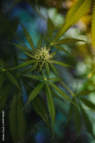 Indoor Marijuana bud under lights. Cola, Calyx, Trichome, and Pistil, and leaves are visible