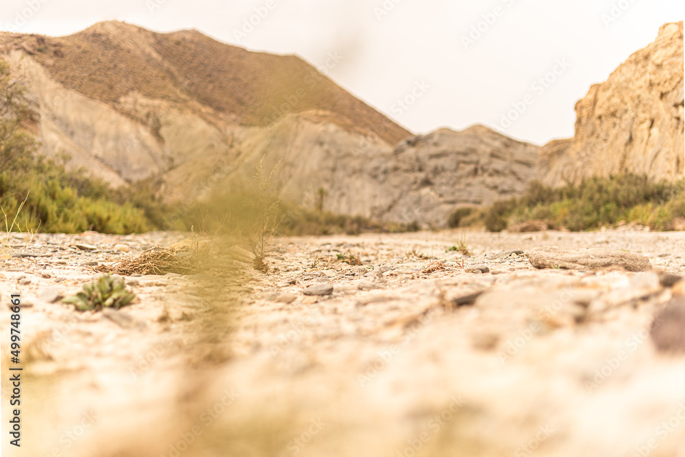 Plants growing on rough ground near mountains in desert