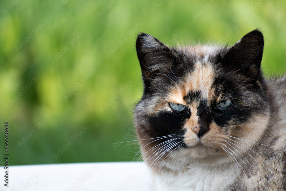 Beautiful calico pussy with blue eyes staring at the sun with grass background Beautiful calico pussy with blue eyes staring at the sun with grass background