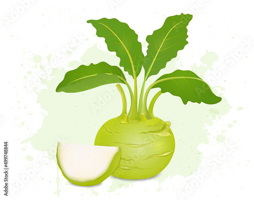 Kohlrabi vector illustration with a slice  of kohlrabi root vegetable