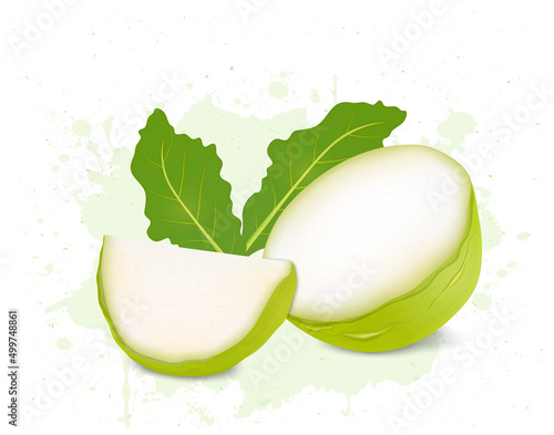 Half Piece and slices of kohlrabi root vegetable vector illustration 