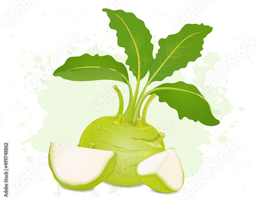 Kohlrabi vector illustration with slices of kohlrabi root vegetable