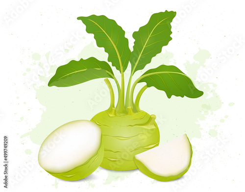Kohlrabi root vector illustration with half piece of kohlrabi and slices 