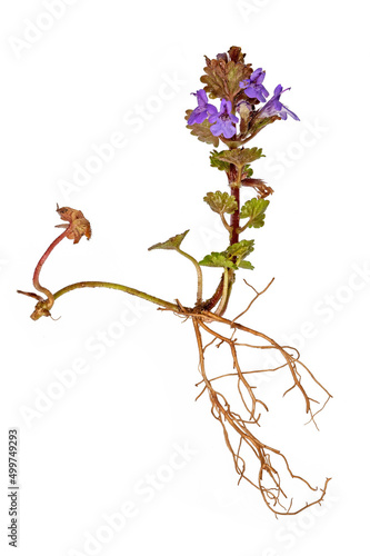 Whole blue ground ivy plant with roots and flower
