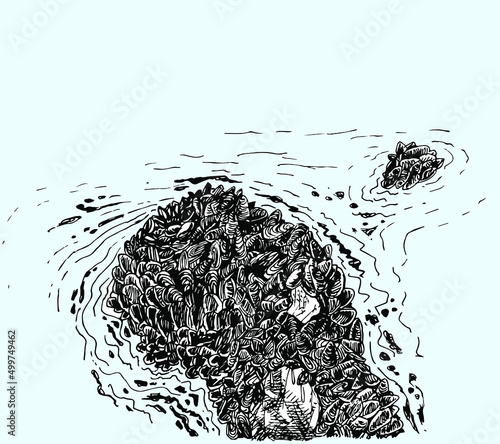 mussels on rocks in the sea