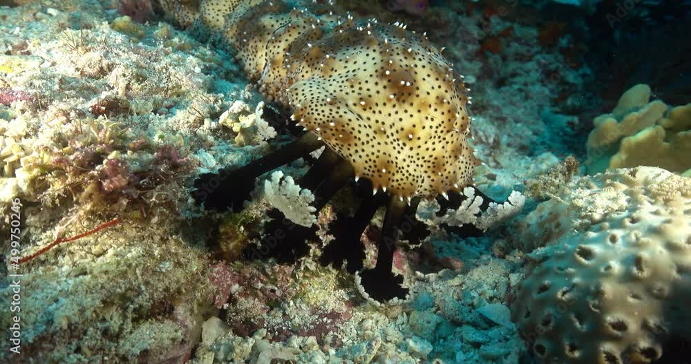walking sea cucumber on the bottom of the sea walking sea cucumber on the bottom of the sea