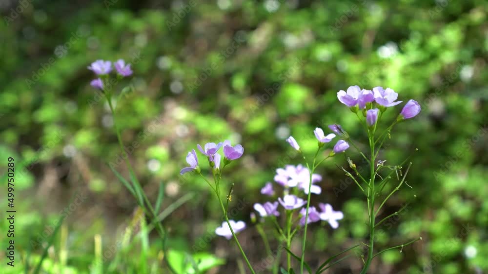 Purple Flowers moving in the Wind in the Forest in Spring Purple Flowers moving in the Wind in the Forest in Spring