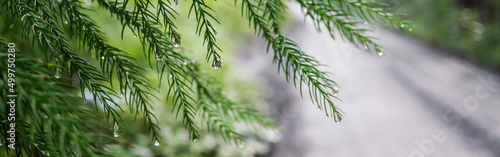 Foto 杉（Cryptomeria japonica）に下がるしずく／雨イメージ