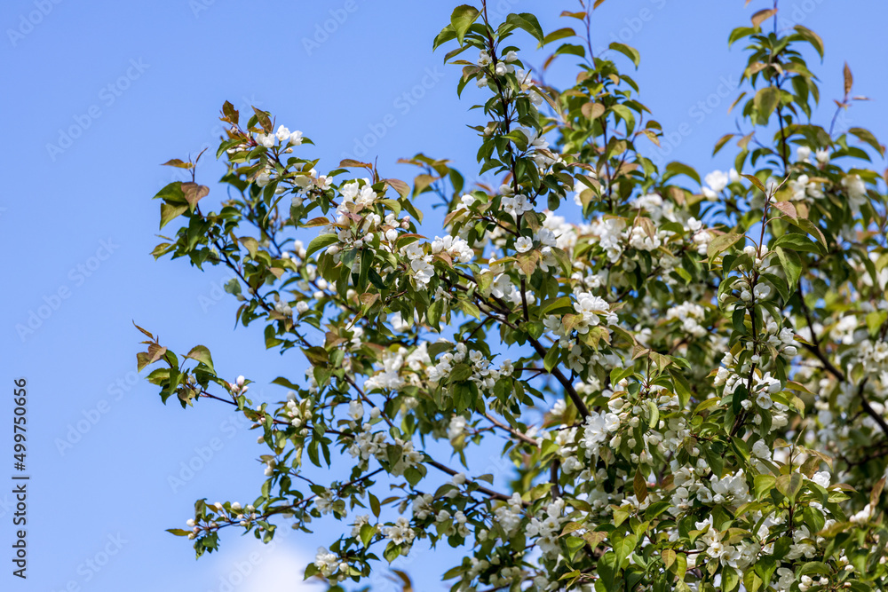 apple tree branches with blooming flowers apple tree branches with blooming flowers