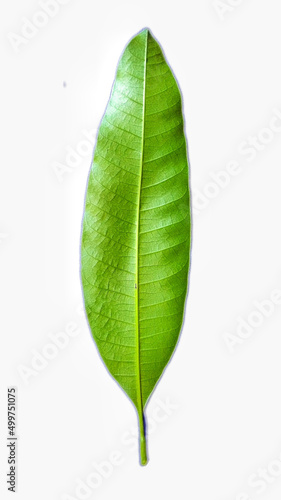 green leaf of mango tree isolated on white background