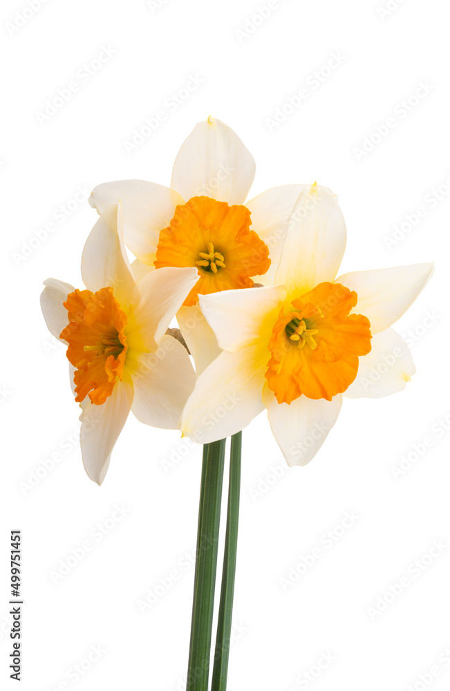 narcissus flower isolated narcissus flower isolated