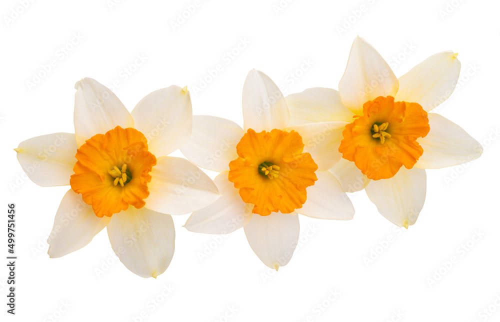 narcissus flower isolated narcissus flower isolated
