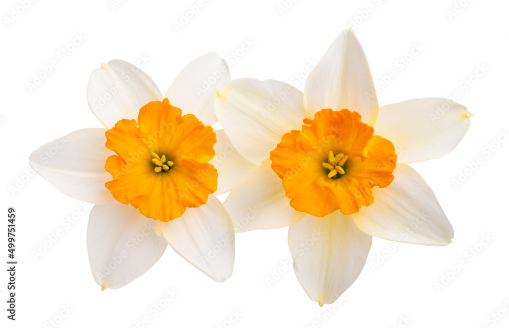 narcissus flower isolated narcissus flower isolated