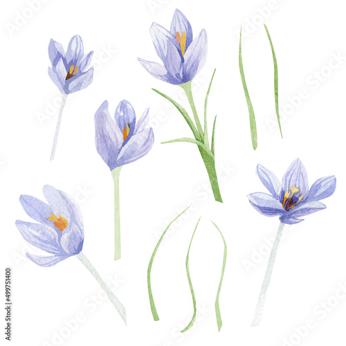 Watercolor crocuses illustration. Hand painted field floral bouquet for wedding invite, greeting card, poster. Beautiful spring wildflower