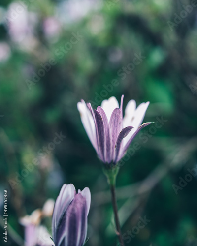 white and purple flower © Bharathi