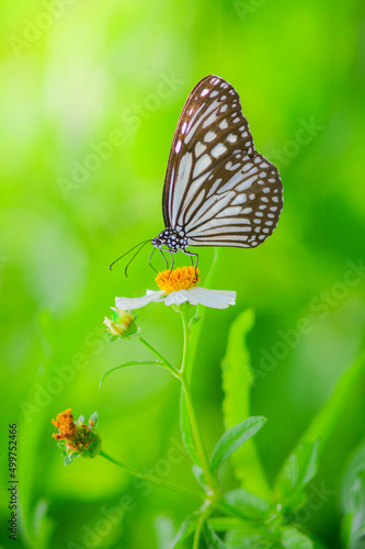 Beautiful butterflies in nature are searching for nectar from flowers in the Thai region of Thailand.