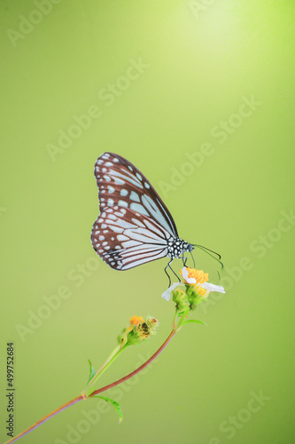 Beautiful butterflies in nature are searching for nectar from flowers in the Thai region of Thailand.