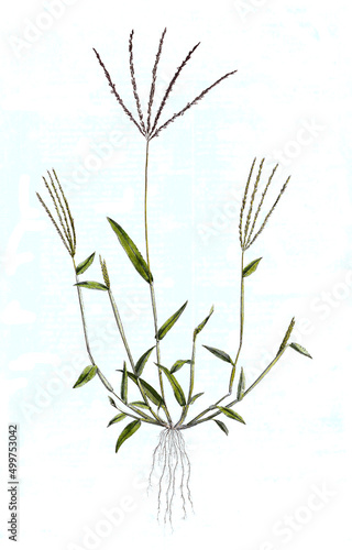 Panicum sanguinale, Blutrote Fingerhirse, Pflanze