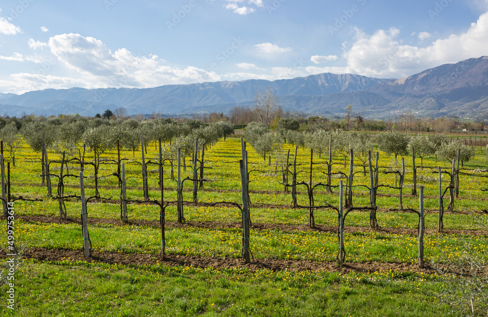 Spring landscape of the Treviso pre-Alps. Prosecco vineyard and olive grove with the background of the mountains.