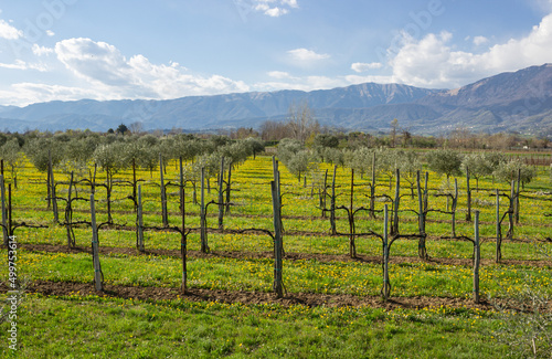 Spring landscape of the Treviso pre-Alps. Prosecco vineyard and olive grove with the background of the mountains.