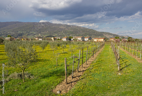Spring landscape of the Treviso pre-Alps. Prosecco vineyard and olive grove with the background of the mountains. 