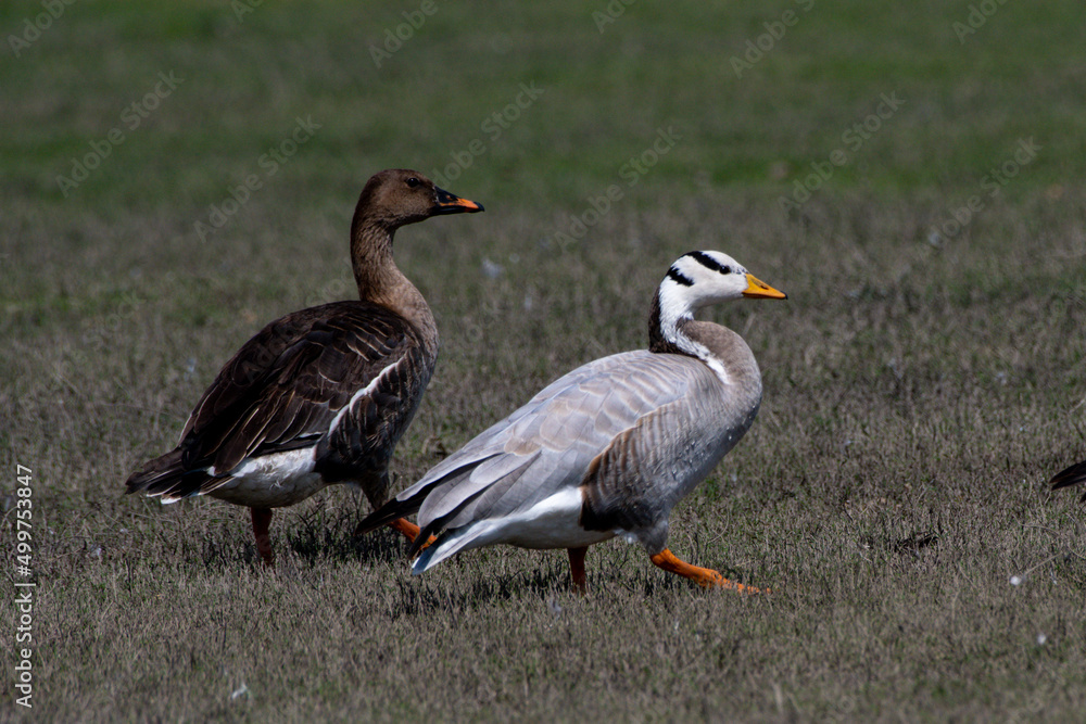 Bar-headed goose (Anser indicus) with Taiga bean goose (Anser fabalis) spotted at Bhigwan in Maharashtra, India Bar-headed goose (Anser indicus) with Taiga bean goose (Anser fabalis) spotted at Bhigwan in Maharashtra, India