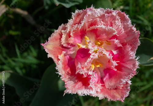 Pink tulip in the meadow. Particular flower in the foreground on the green blurry background.