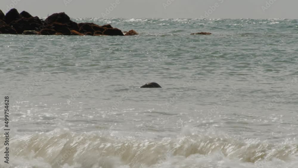 Wild seal swimming in coastal ocean water, handheld motion view Wild seal swimming in coastal ocean water, handheld motion view