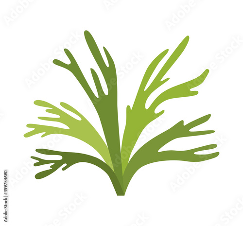 Fern staghorn bush in different colors