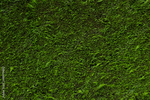 Canvas Print A green conifer hedge (Coniferophyta)