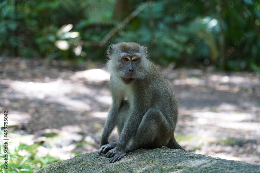 monkey sitting on a rock