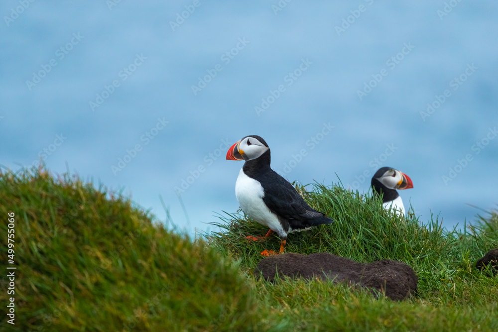 Puffin at island in Iceland Puffin at island in Iceland