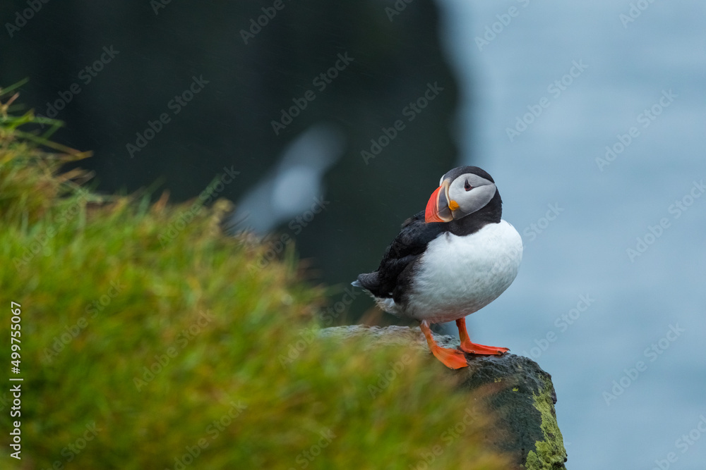 Puffin at island in Iceland Puffin at island in Iceland