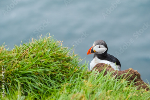 Puffin at island in Iceland