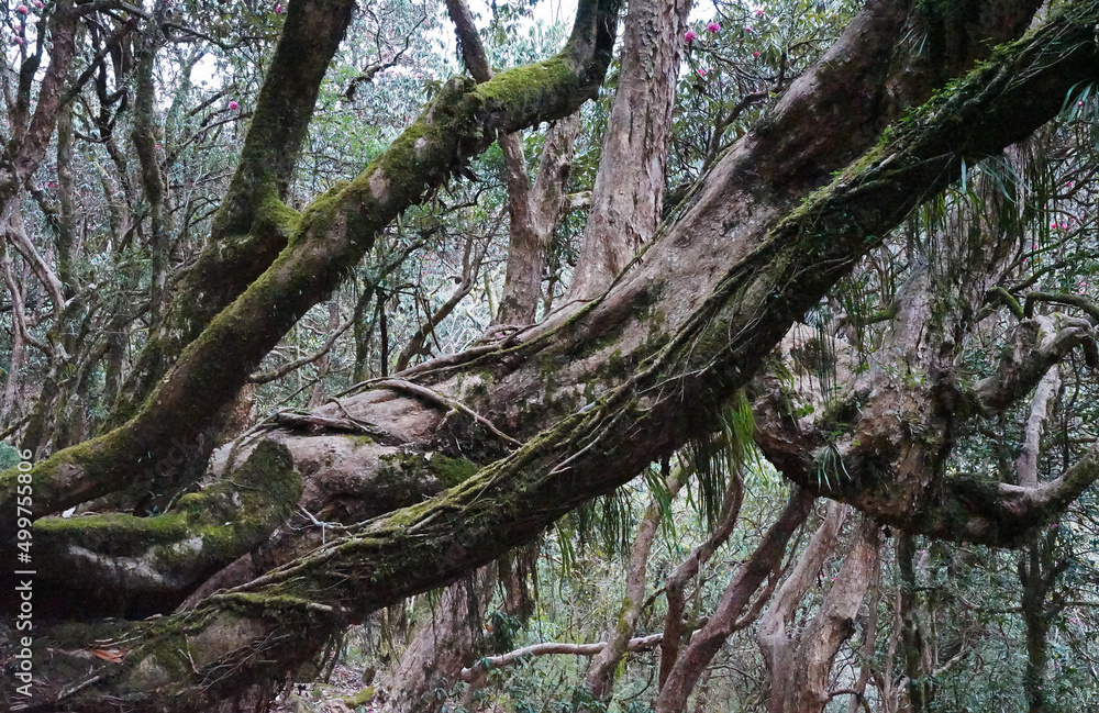 Green moss covered on trees and wood logs in jungle forest park Green moss covered on trees and wood logs in jungle forest park