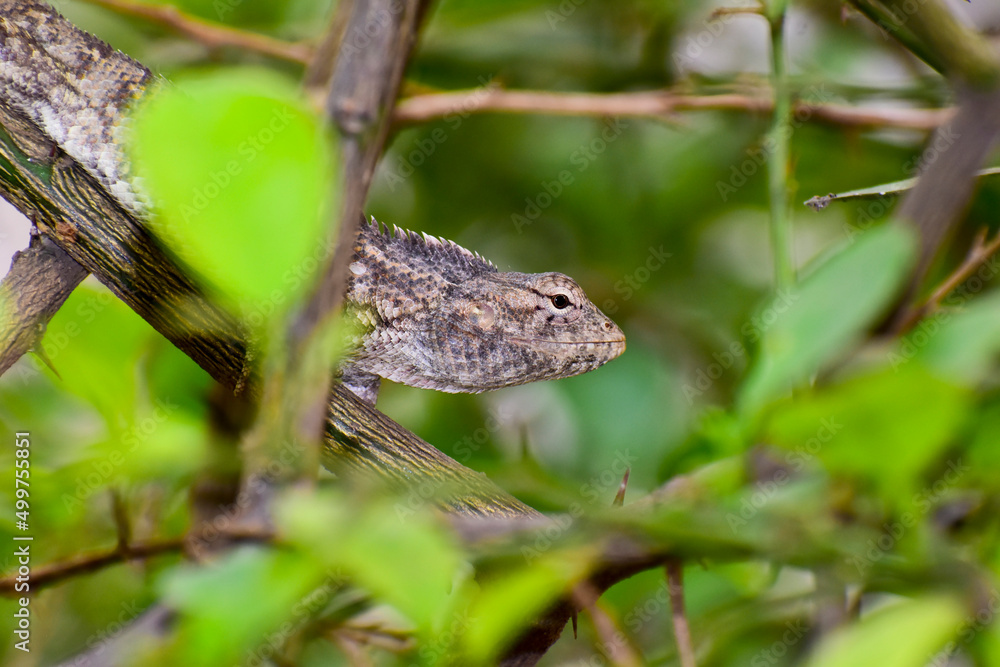 A beautiful lizard on the branch in forest. A beautiful lizard on the branch in forest.