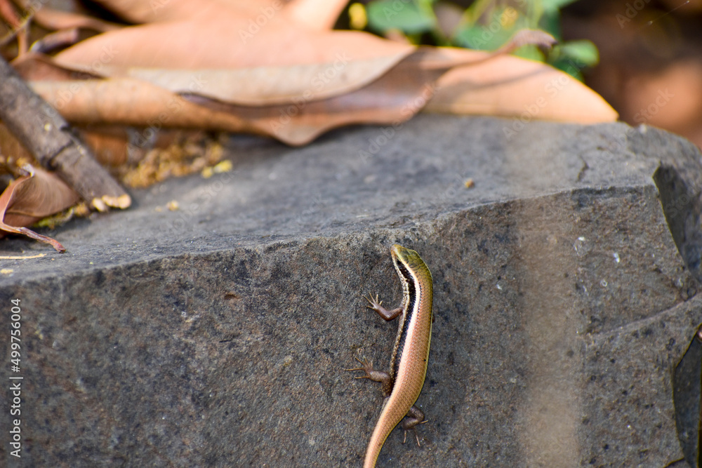 Fototapeta premium Skink in the forest in India.
