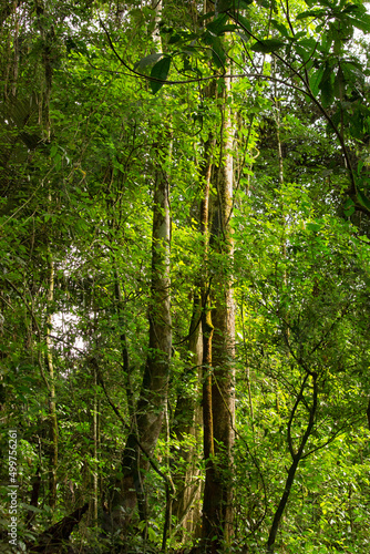 Rainforest in Suriname