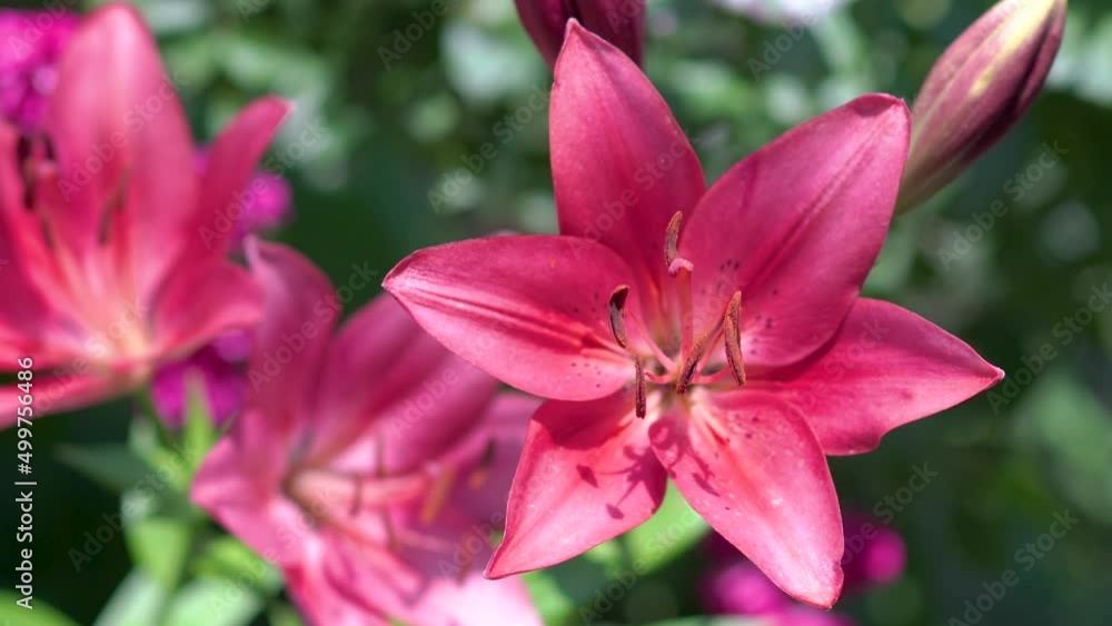 red lily flowers in bloom,gardening growing and caring for lily flowers in the garden red lily flowers in bloom,gardening growing and caring for lily flowers in the garden