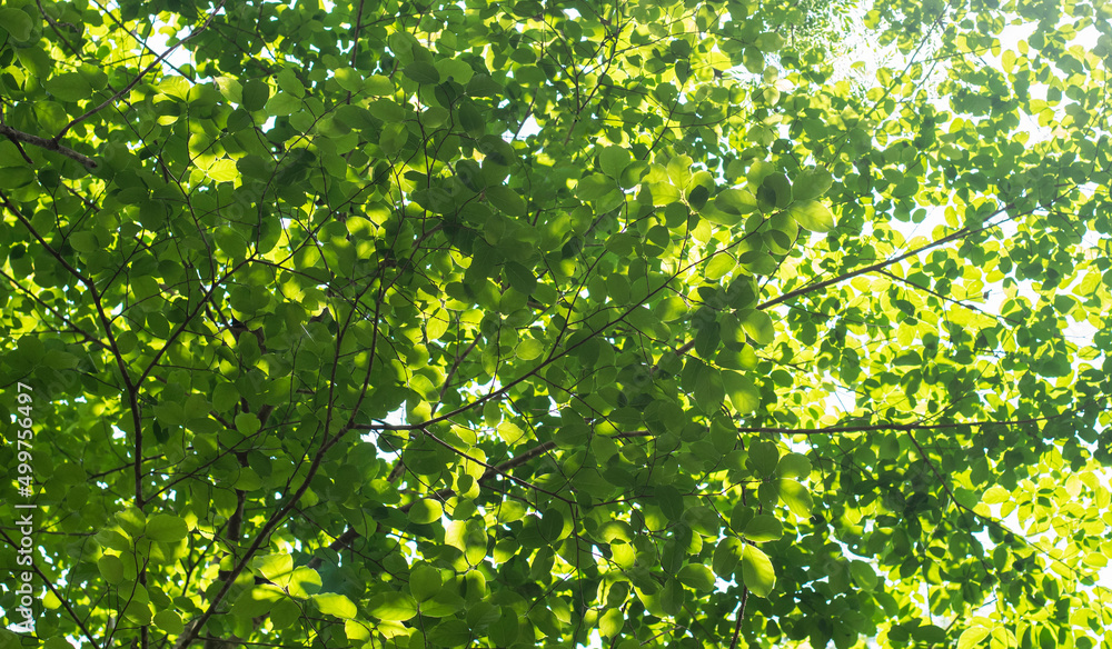 forest leaves sunlight nature beautiful peaceful pure forest leaves sunlight nature beautiful peaceful pure