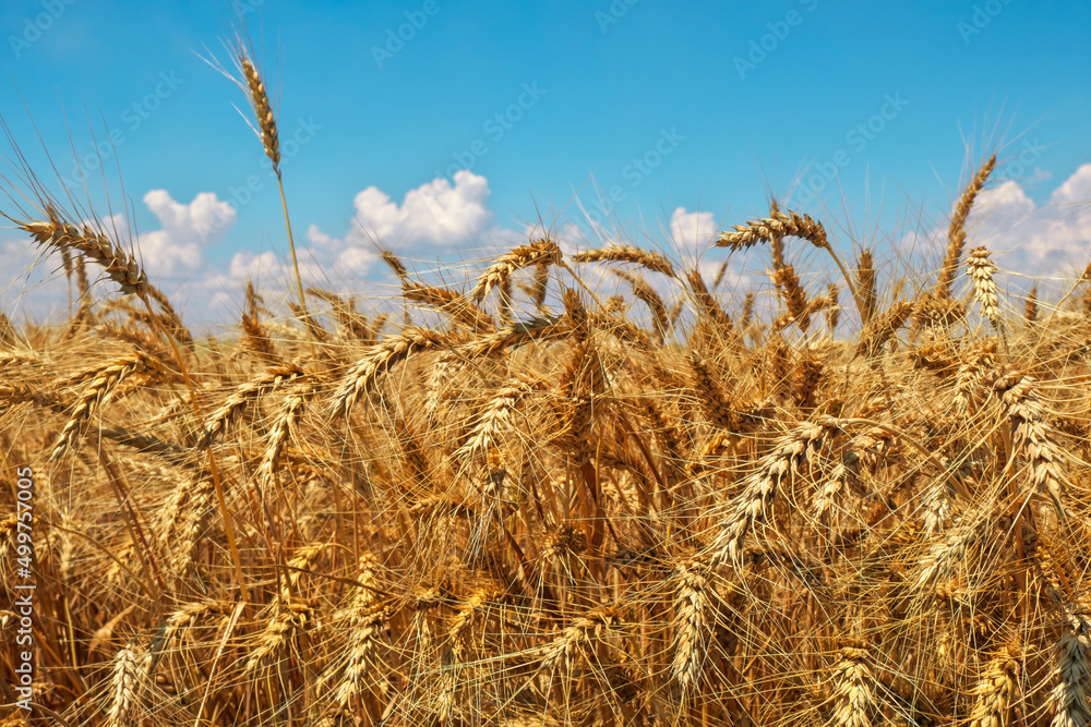 Fototapeta premium Golden wheat field and blue cloudy sky. Beautiful landscape