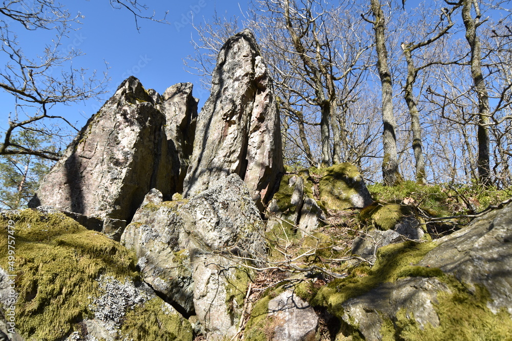 Lohwald im Lützelsoon Lohwald im Lützelsoon