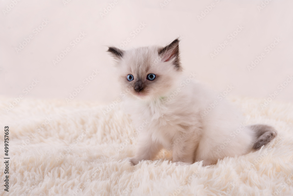 Fototapeta premium little ragdoll kitten with blue eyes in green collar sitting on a beige background. High quality photo for card and calendar